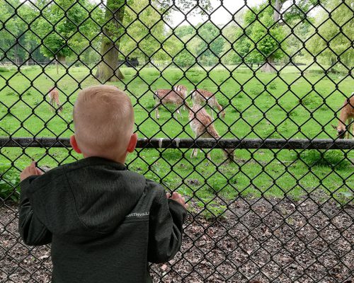 Kind kijkend naar herten